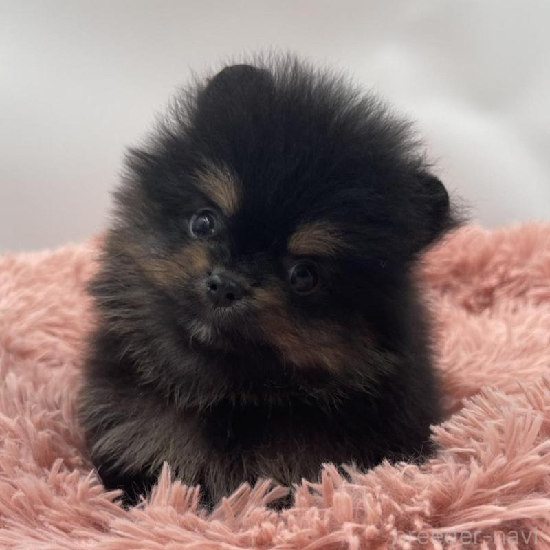 販売中の岡山県のポメラニアン-425022の1枚目