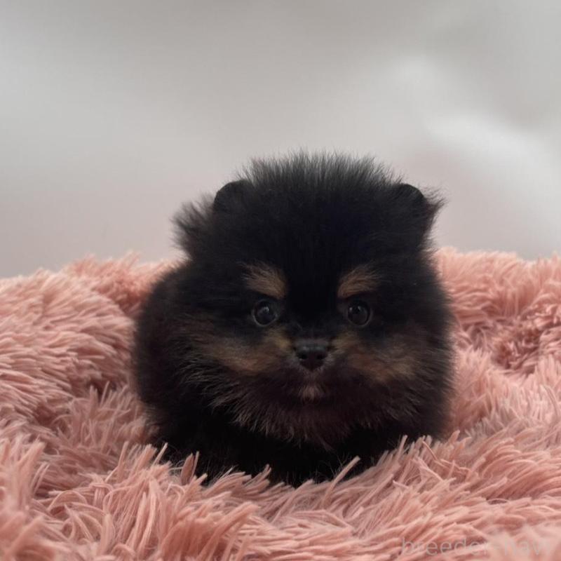 販売中の岡山県のポメラニアン-425022の7枚目