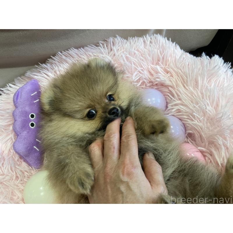 販売中の福岡県のポメラニアン-413567の4枚目