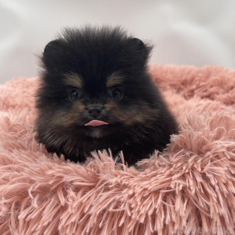 販売中の岡山県のポメラニアン-425022の5枚目