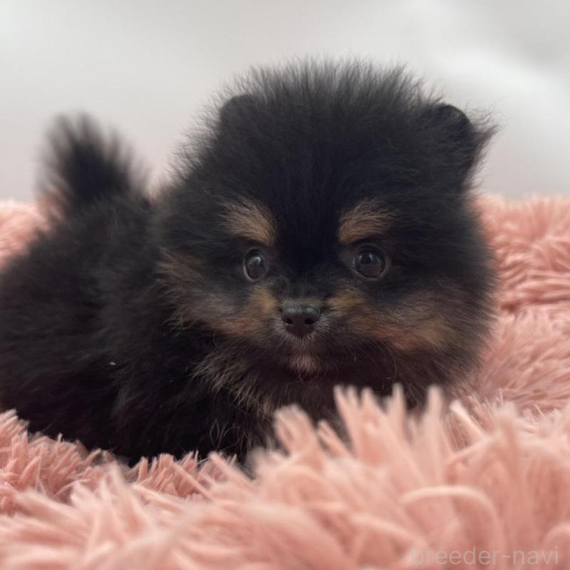 販売中の岡山県のポメラニアン-425022の4枚目