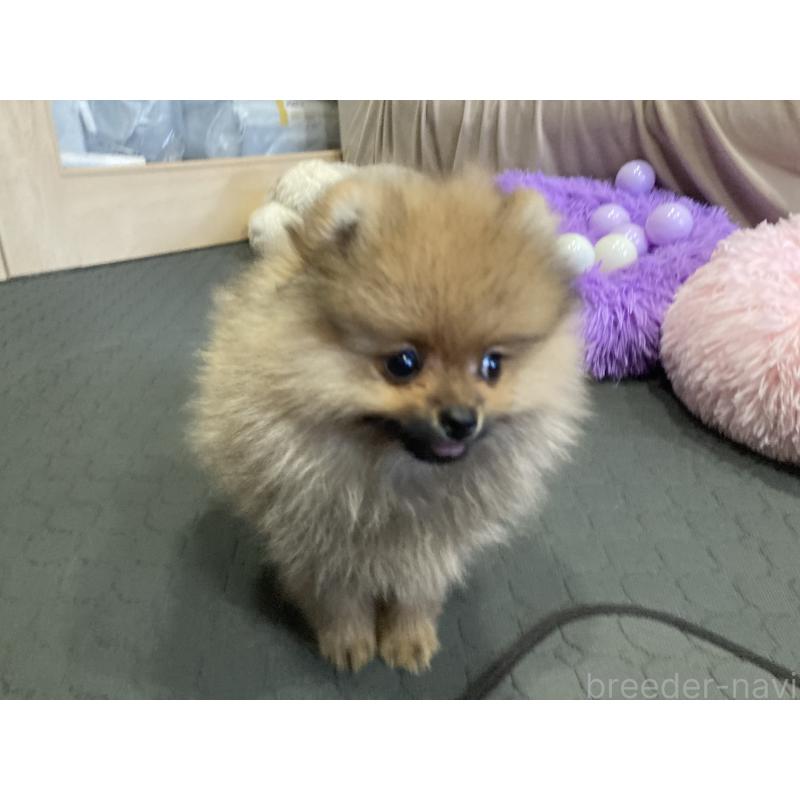 販売中の福岡県のポメラニアン-413567の2枚目