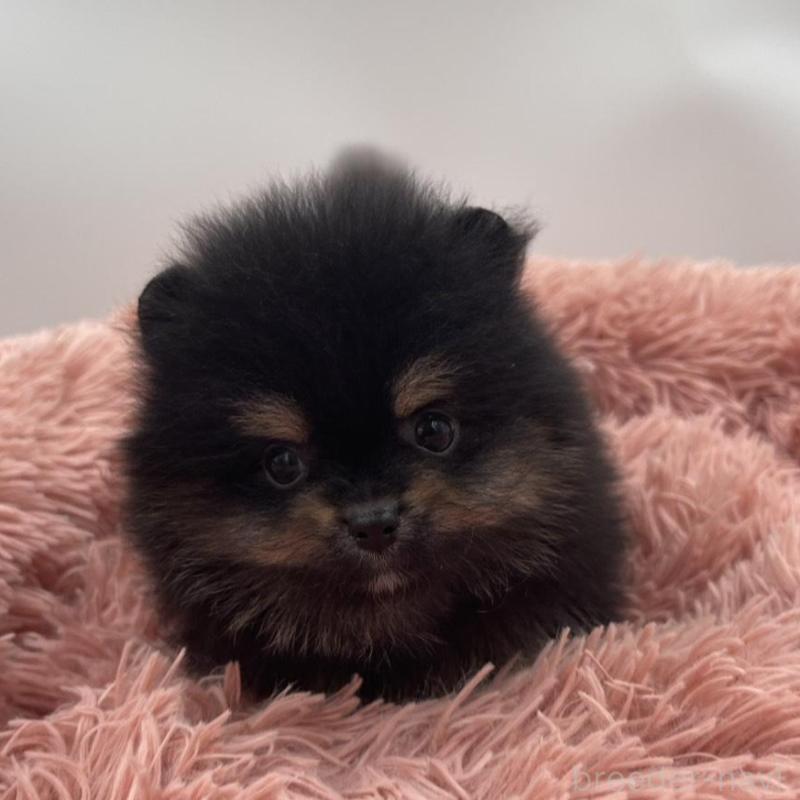 販売中の岡山県のポメラニアン-425022の3枚目