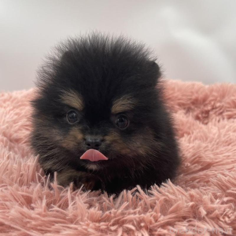 販売中の岡山県のポメラニアン-425022の2枚目