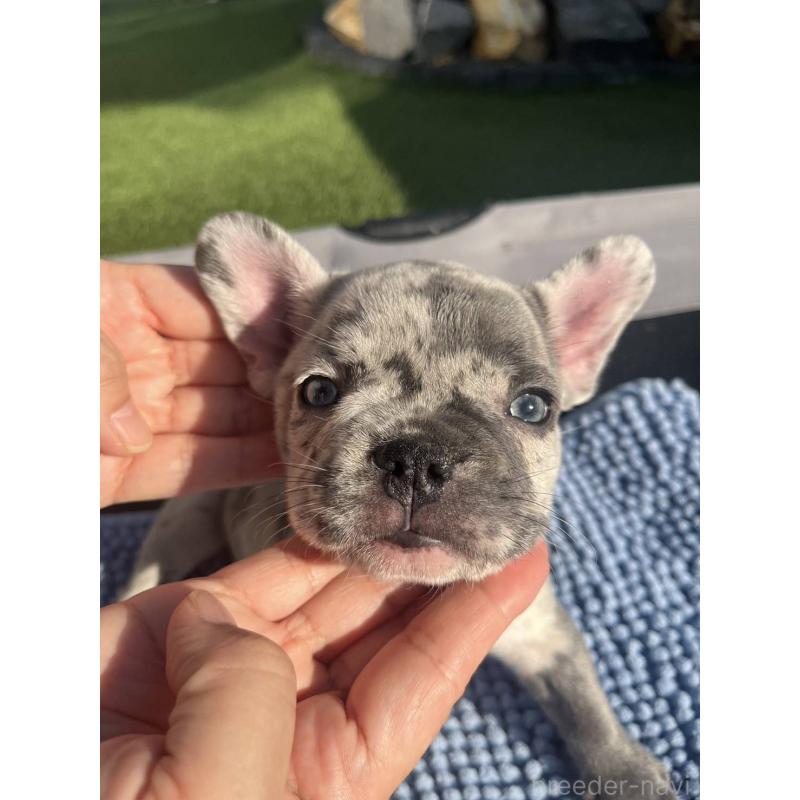 販売中の愛媛県のフレンチブルドッグ-425025の1枚目