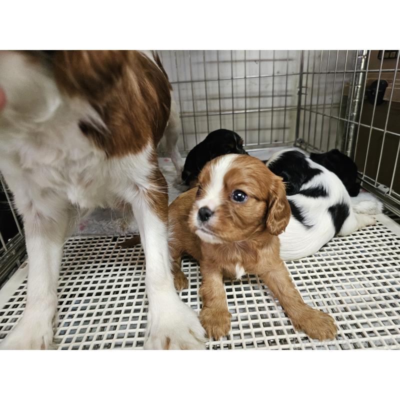 販売中の愛知県のキャバリアキングチャールズスパニエル-425026の6枚目