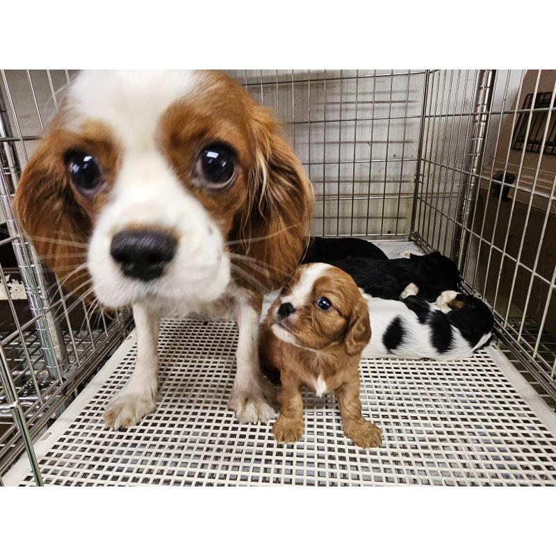 販売中の愛知県のキャバリアキングチャールズスパニエル-425026の5枚目