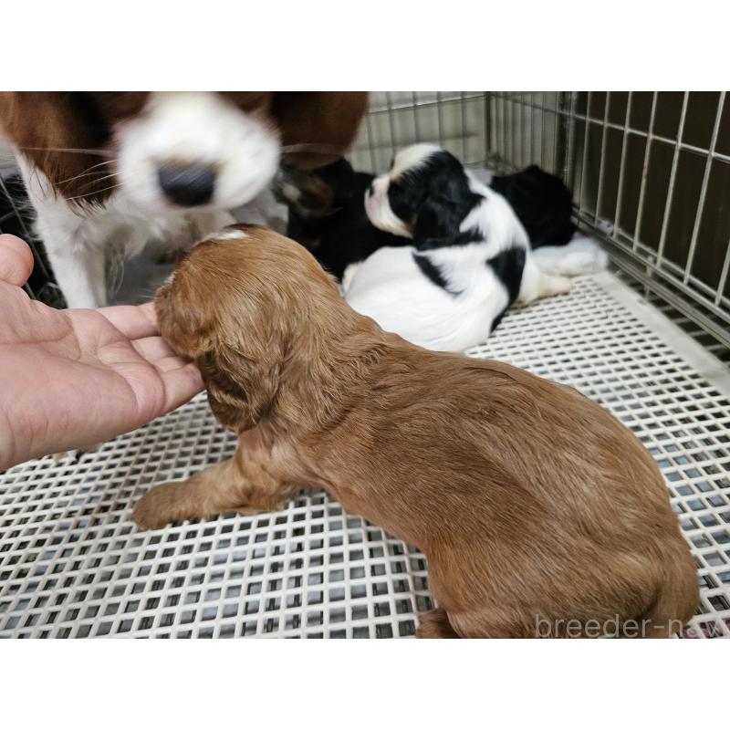 販売中の愛知県のキャバリアキングチャールズスパニエル-425026の4枚目