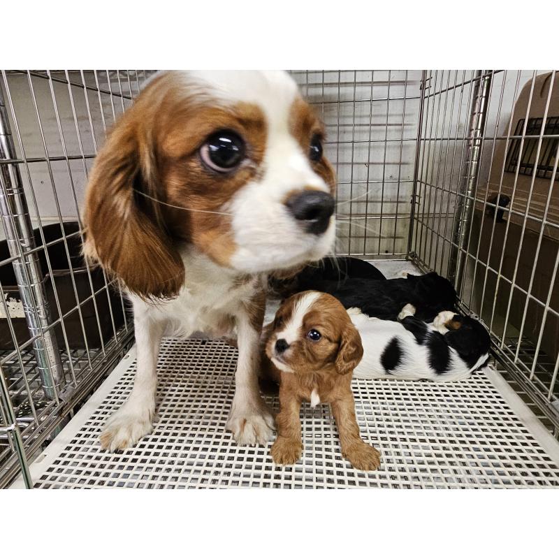 販売中の愛知県のキャバリアキングチャールズスパニエル-425026の3枚目