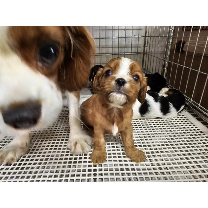 販売中の愛知県のキャバリアキングチャールズスパニエル-425026の2枚目