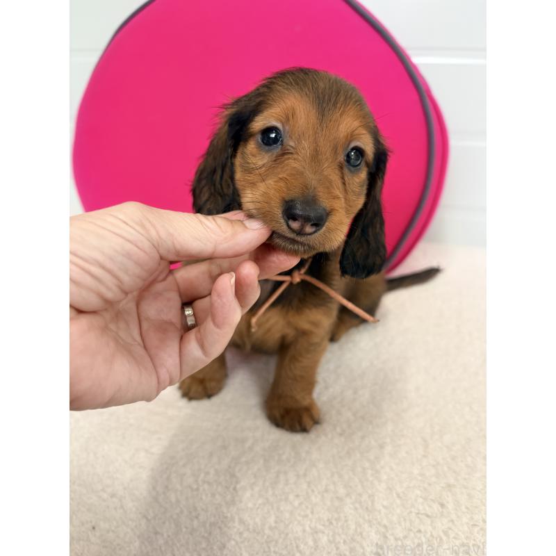 販売中の千葉県のスタンダードダックスフンド-425027の6枚目