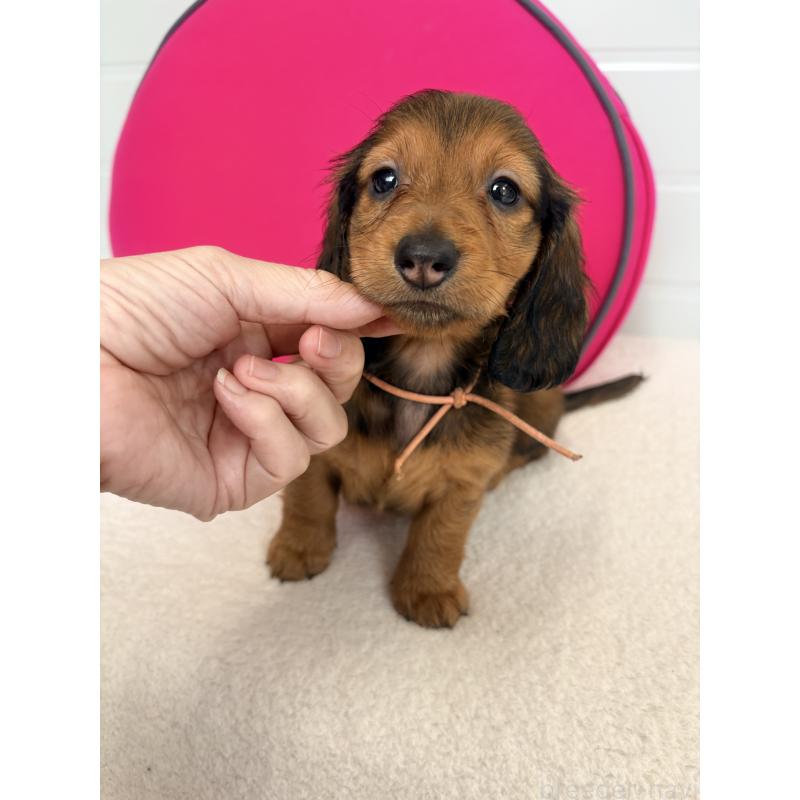 販売中の千葉県のスタンダードダックスフンド-425027の5枚目