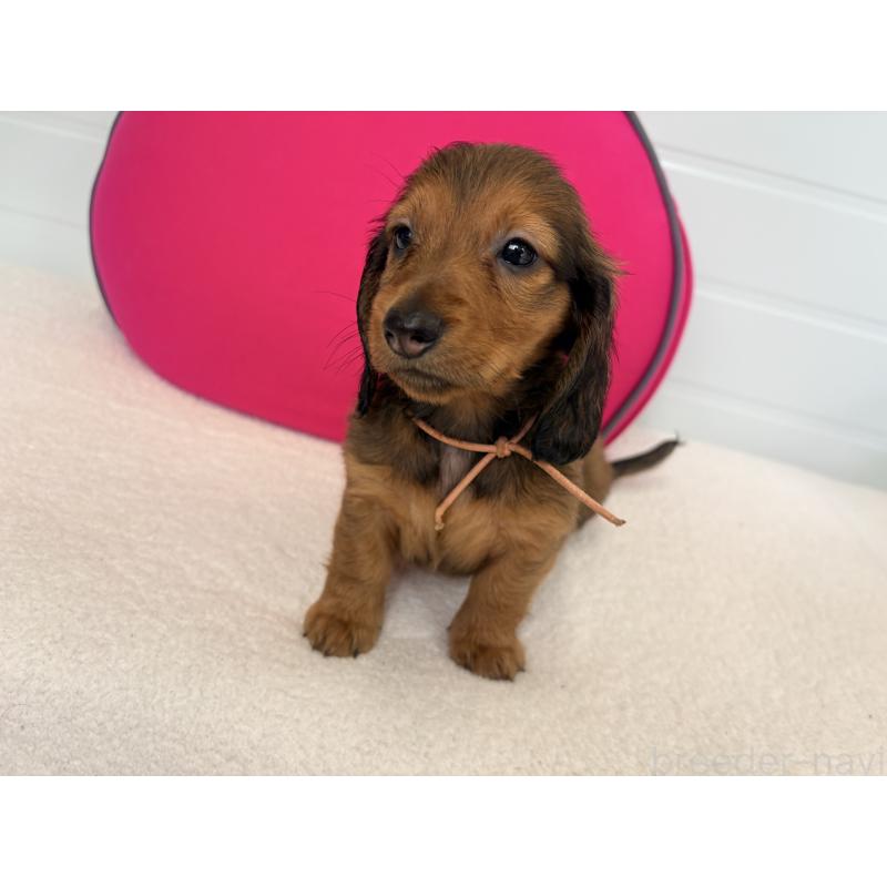 販売中の千葉県のスタンダードダックスフンド-425027の3枚目