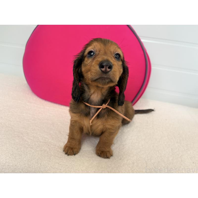 販売中の千葉県のスタンダードダックスフンド-425027の2枚目