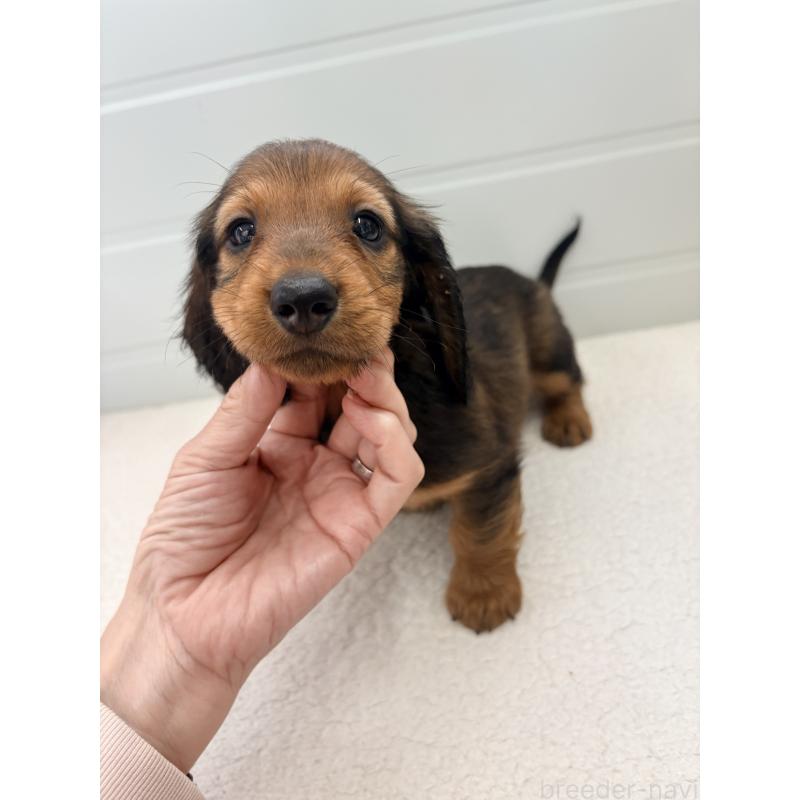 販売中の千葉県のスタンダードダックスフンド-425028の7枚目