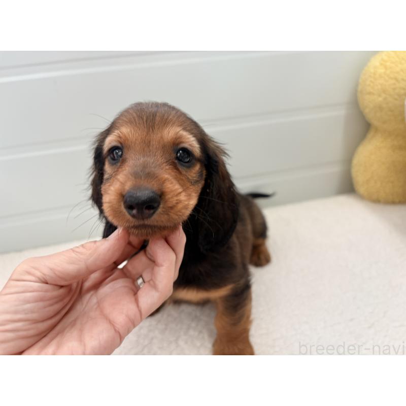 販売中の千葉県のスタンダードダックスフンド-425028の6枚目