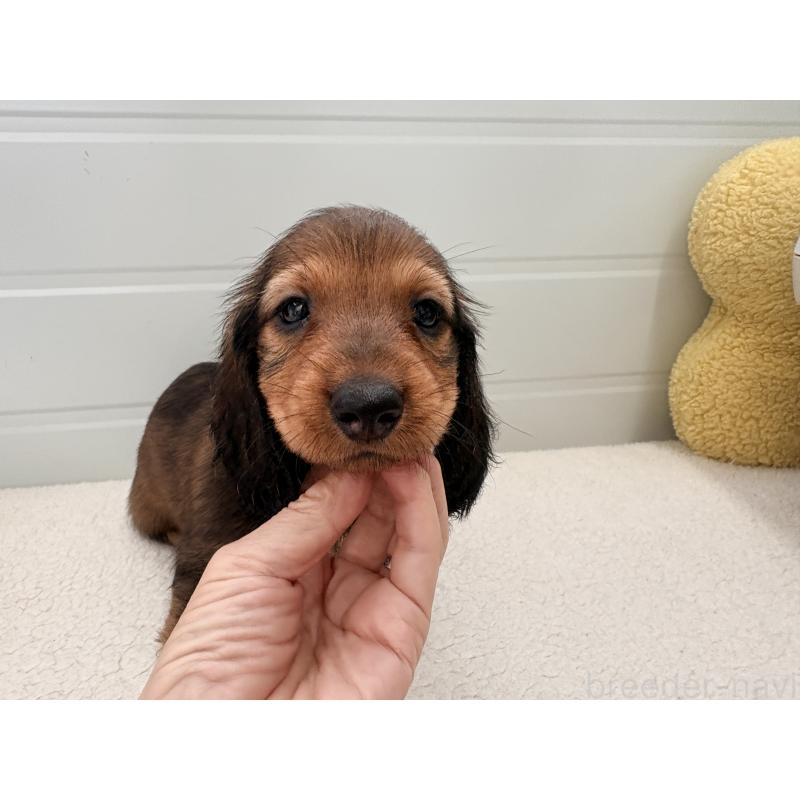 販売中の千葉県のスタンダードダックスフンド-425028の5枚目