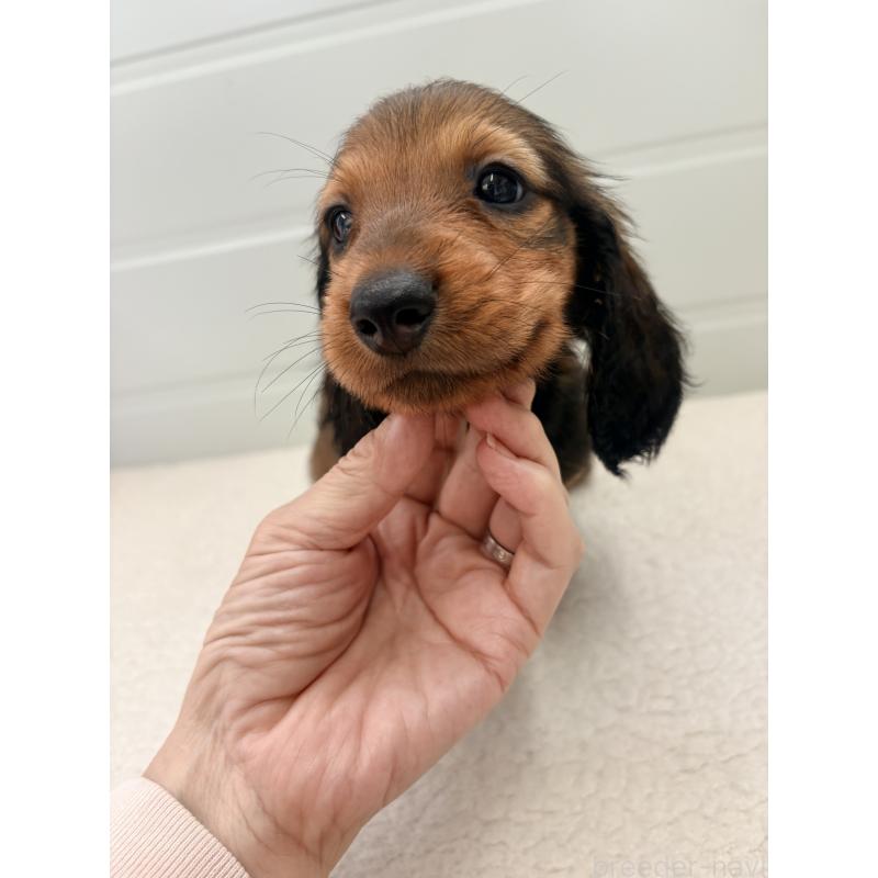 販売中の千葉県のスタンダードダックスフンド-425028の4枚目