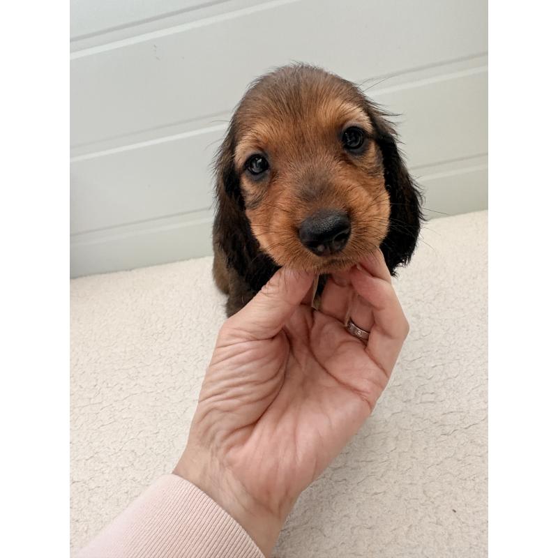 販売中の千葉県のスタンダードダックスフンド-425028の3枚目