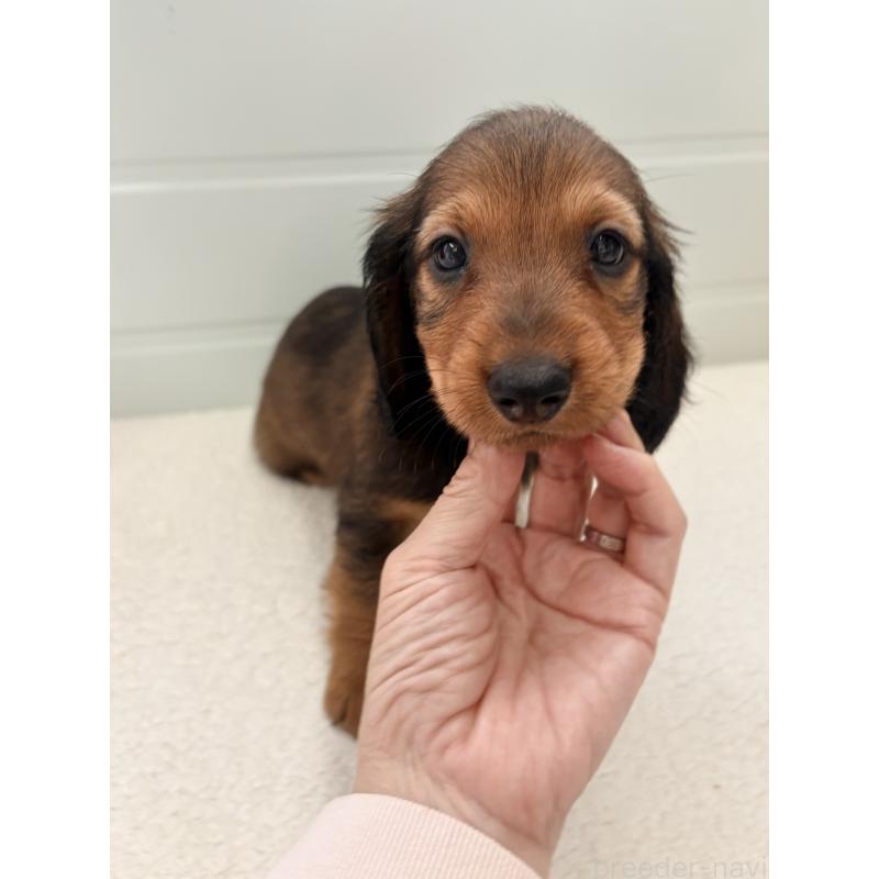 販売中の千葉県のスタンダードダックスフンド-425028の2枚目