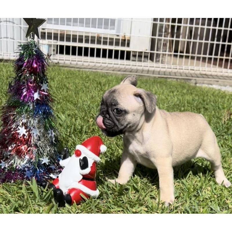 販売中の沖縄県のフレンチブルドッグ-425029の8枚目