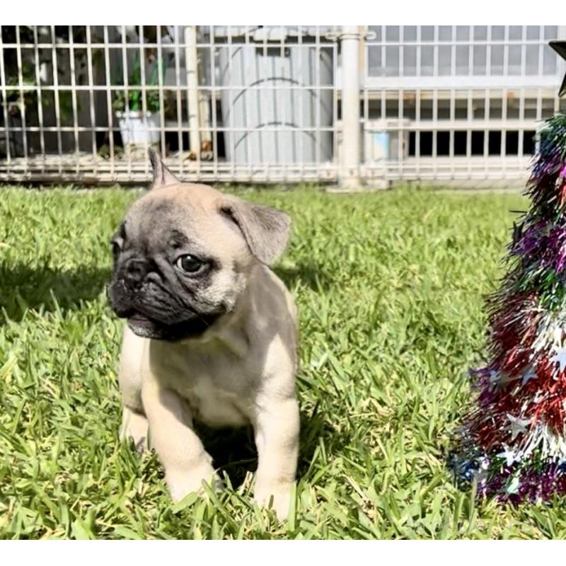 販売中の沖縄県のフレンチブルドッグ-425029の7枚目