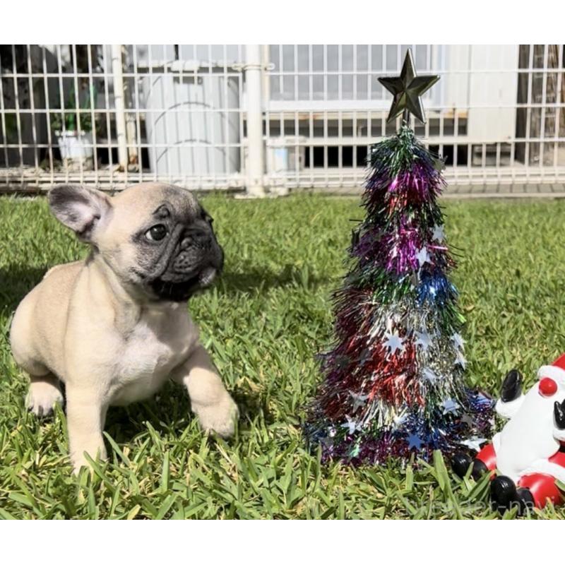 販売中の沖縄県のフレンチブルドッグ-425029の6枚目