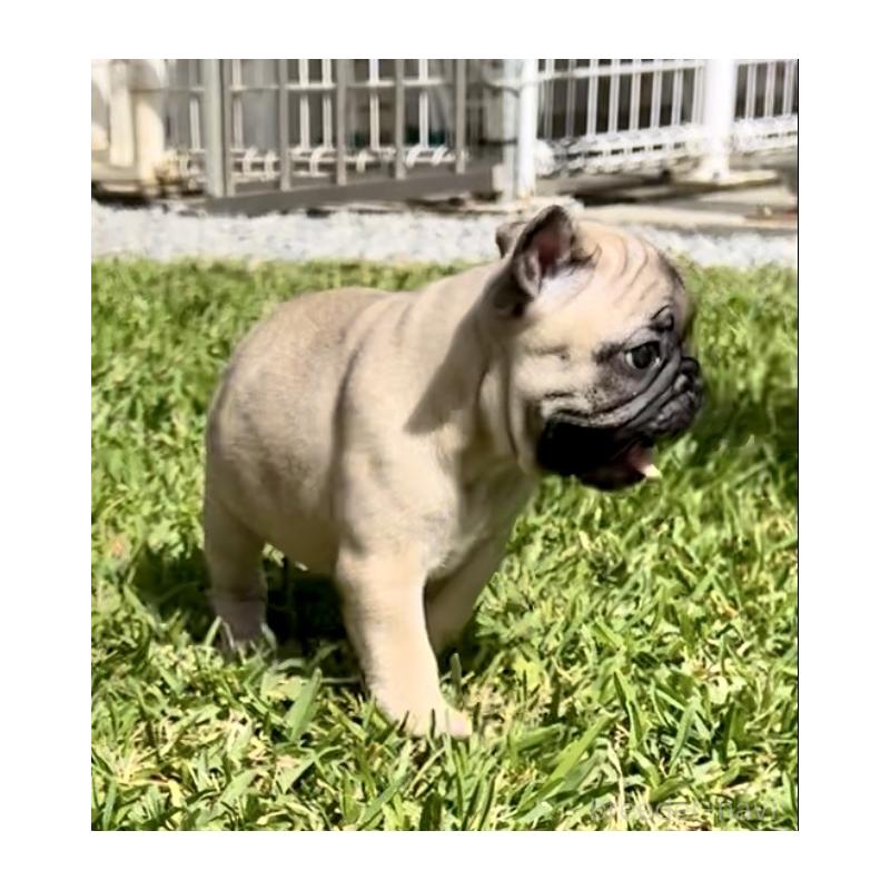 販売中の沖縄県のフレンチブルドッグ-425029の5枚目
