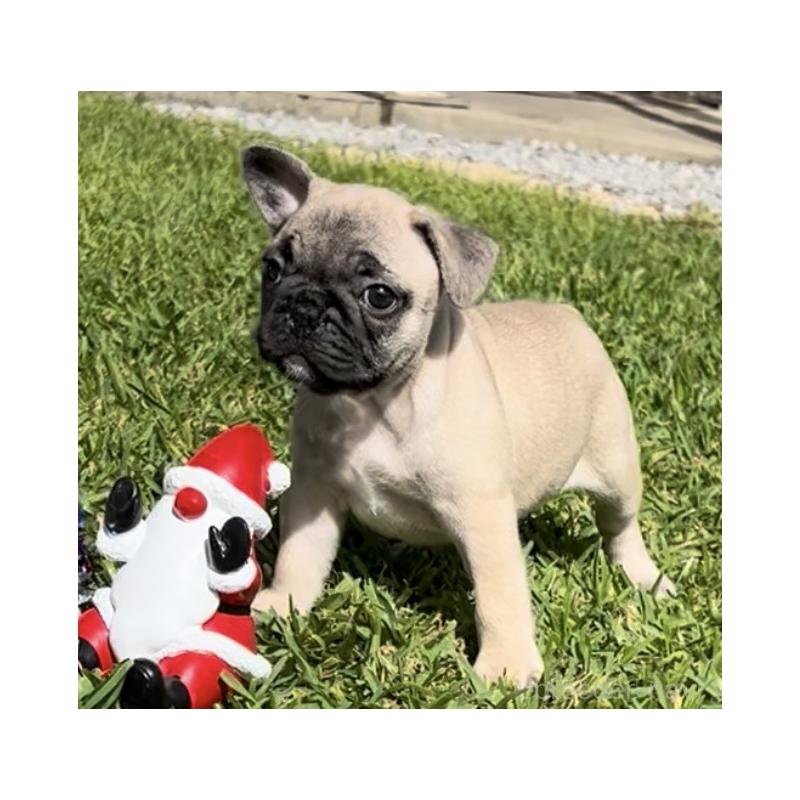 販売中の沖縄県のフレンチブルドッグ-425029の1枚目