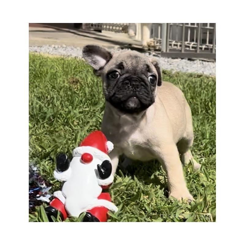 販売中の沖縄県のフレンチブルドッグ-425029の4枚目