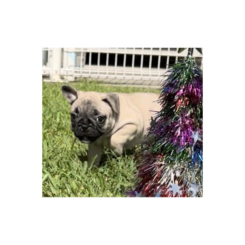 販売中の沖縄県のフレンチブルドッグ-425029の3枚目