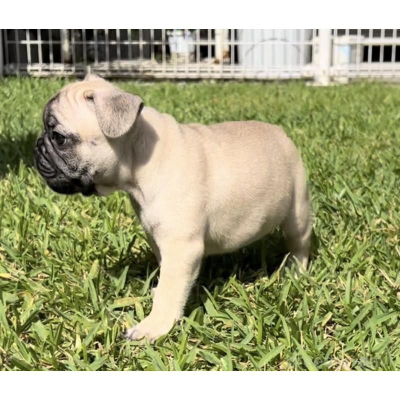 販売中の沖縄県のフレンチブルドッグ-425029の2枚目