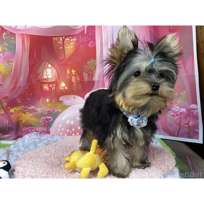 成約済の神奈川県のヨークシャーテリア-404003の4枚目