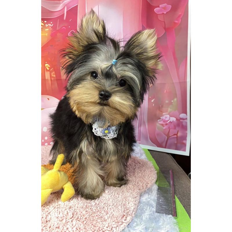 成約済の神奈川県のヨークシャーテリア-404003の3枚目