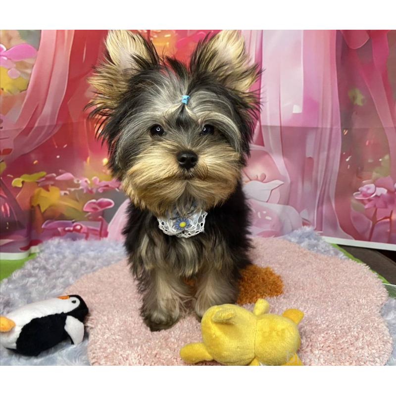 成約済の神奈川県のヨークシャーテリア-404003の2枚目