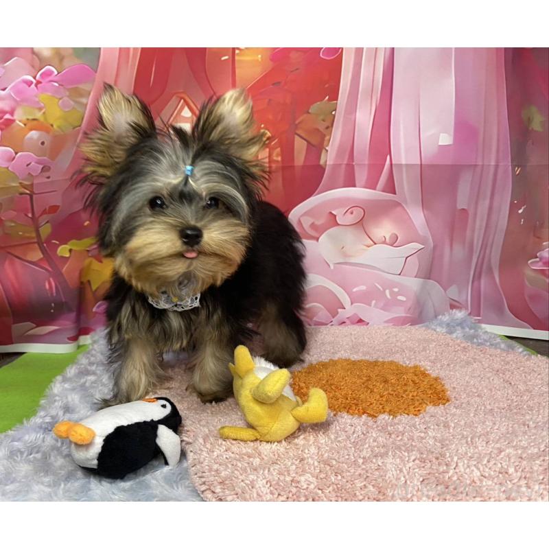 販売中の神奈川県のヨークシャーテリア-404003