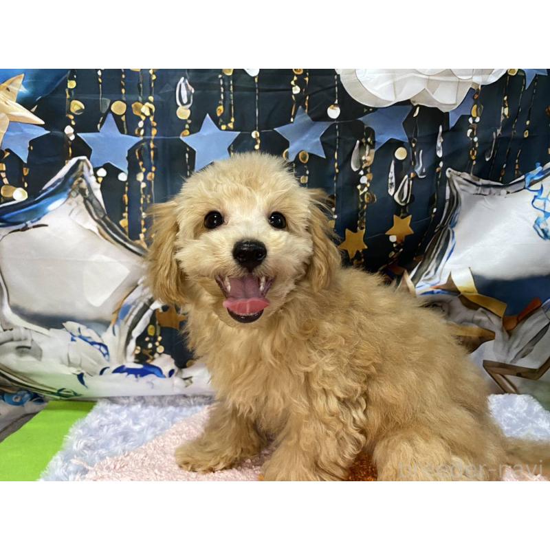 成約済の神奈川県のマルプー:マルチーズ×トイプードル-404068の4枚目