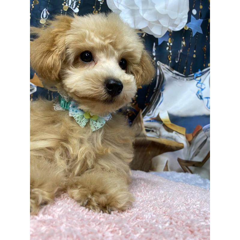 商談中の神奈川県のマルプー:マルチーズ×トイプードル-404068