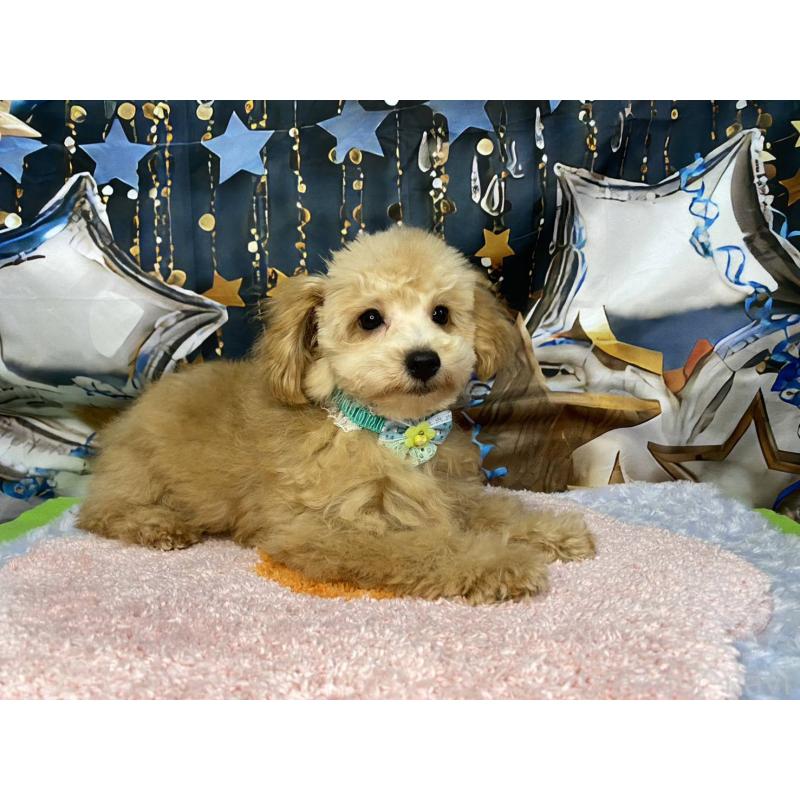 成約済の神奈川県のマルプー:マルチーズ×トイプードル-404068の3枚目