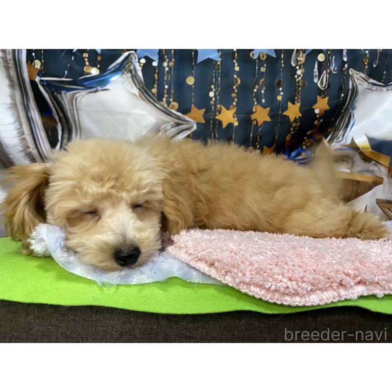 成約済の神奈川県のマルプー:マルチーズ×トイプードル-404068の2枚目