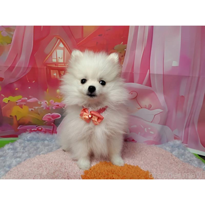 販売中の神奈川県のポメラニアン-417740の4枚目