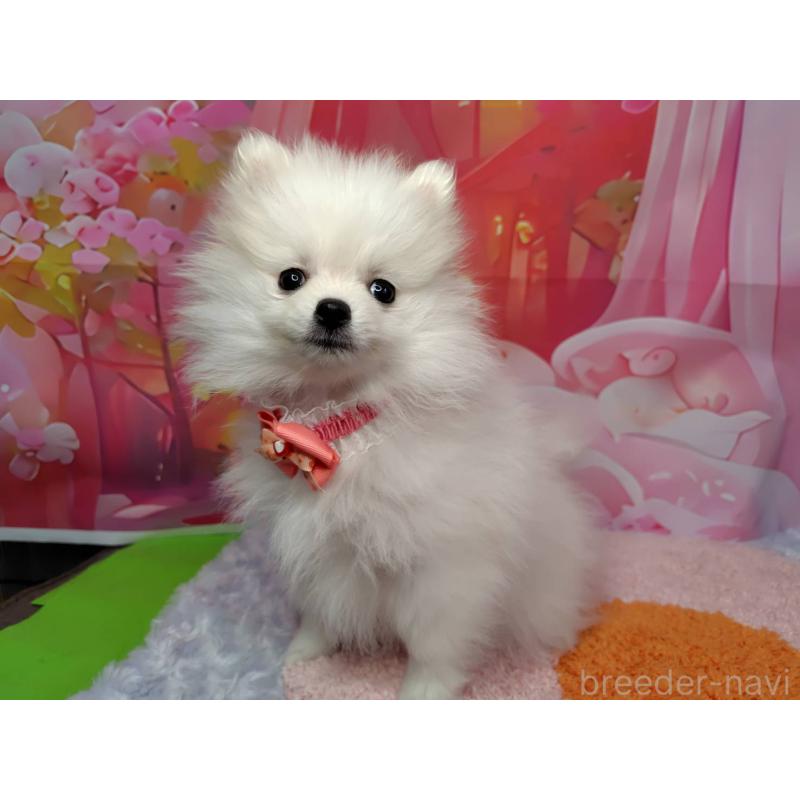 販売中の神奈川県のポメラニアン-417740の3枚目