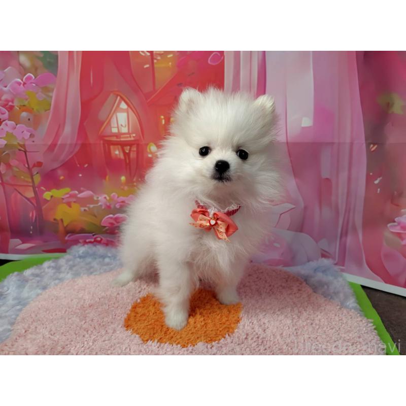 販売中の神奈川県のポメラニアン-417740