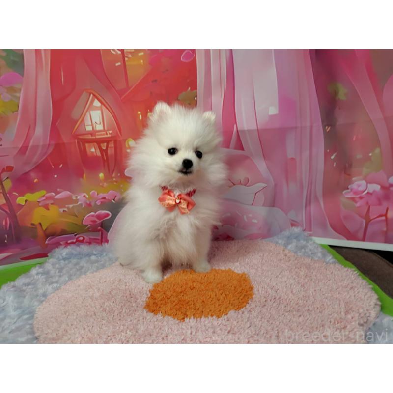 販売中の神奈川県のポメラニアン-417740の2枚目