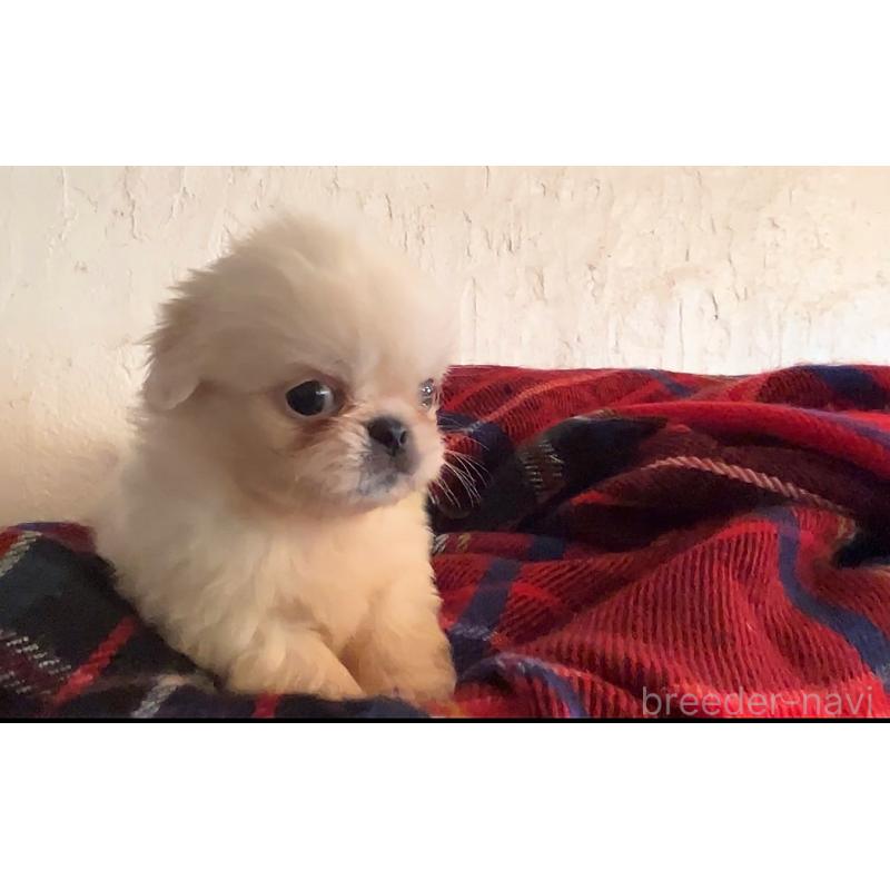 成約済の鹿児島県のペキニーズ-419803の2枚目