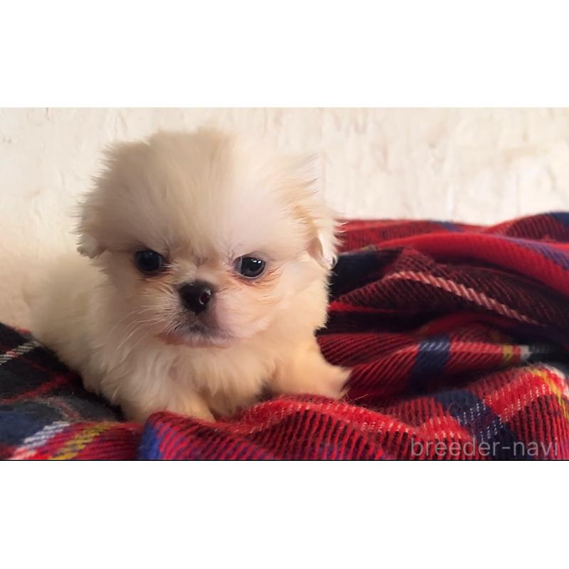 成約済の鹿児島県のペキニーズ-419800の3枚目