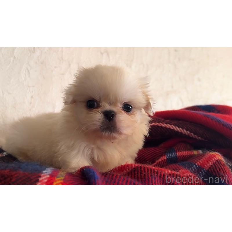 成約済の鹿児島県のペキニーズ-419800の2枚目