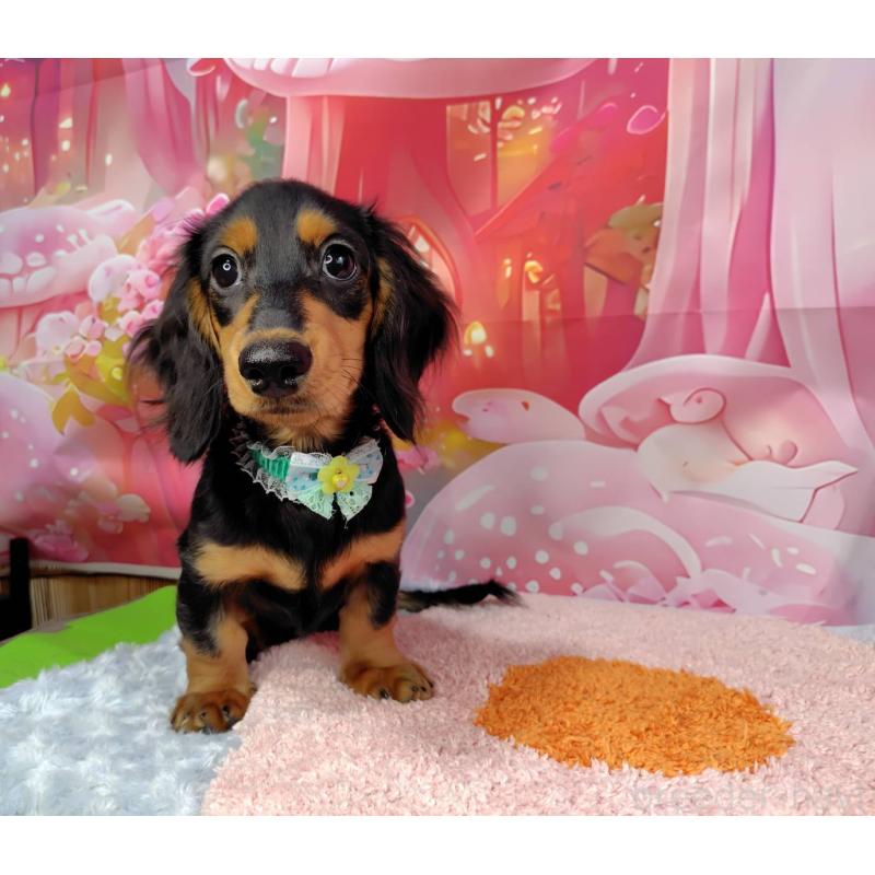 販売中の神奈川県のミニチュアダックスフンド(ロングヘアード)-400657