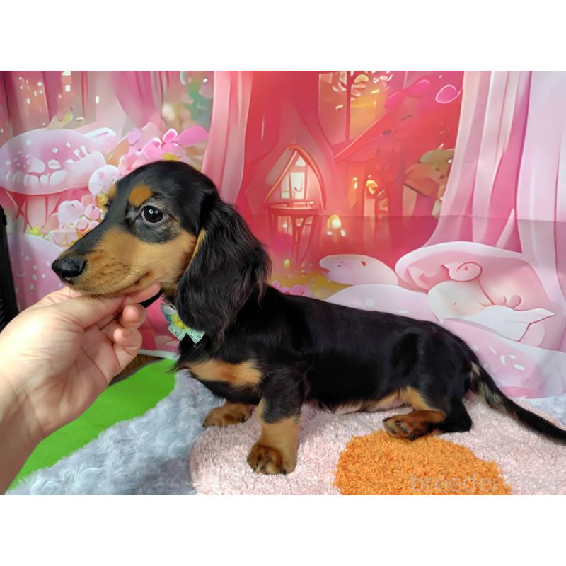 成約済の神奈川県のミニチュアダックスフンド(ロングヘアード)-400657の4枚目