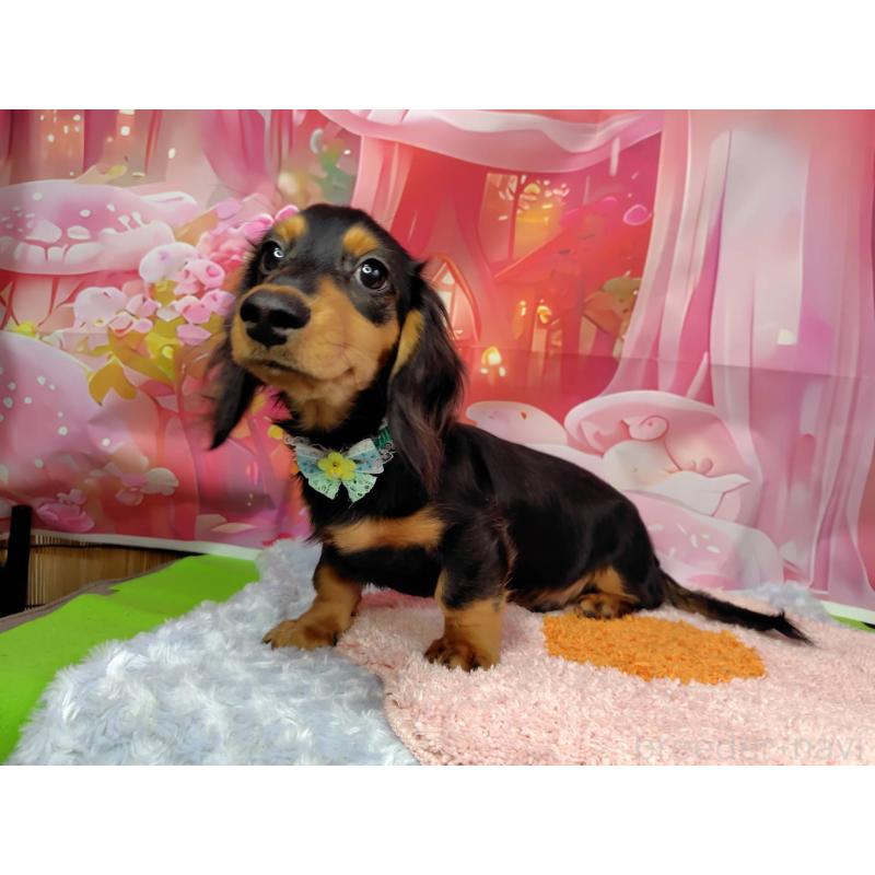 成約済の神奈川県のミニチュアダックスフンド(ロングヘアード)-400657の3枚目